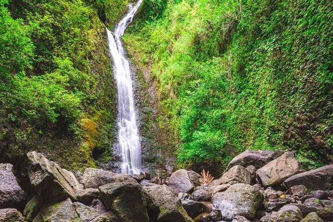 Self guided Hike Trail to Nature Walk & Waterfall - What the Manoa Falls Trail feels like