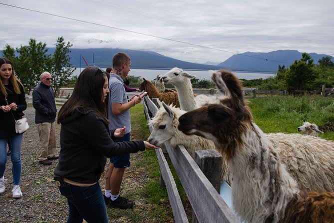 Shore Excursion: Petrohue Waterfalls, Frutillar & Puerto Varas - Frutillar adds food, music, and a German-Chilean feel