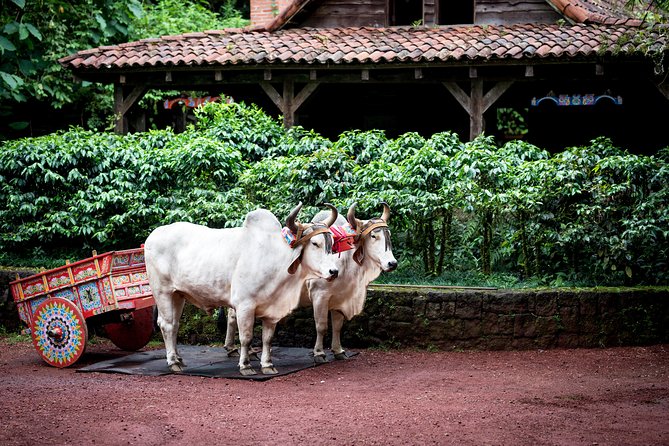 Skip the Line:Day Ticket-La Paz Waterfall Gardens Nature Park & Wildlife Refuge - A small lesson in Costa Rican daily life
