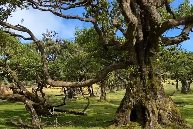 Small Group West Tour Waterfalls & Fanal Forest Tour - Why this west Madeira route works so well
