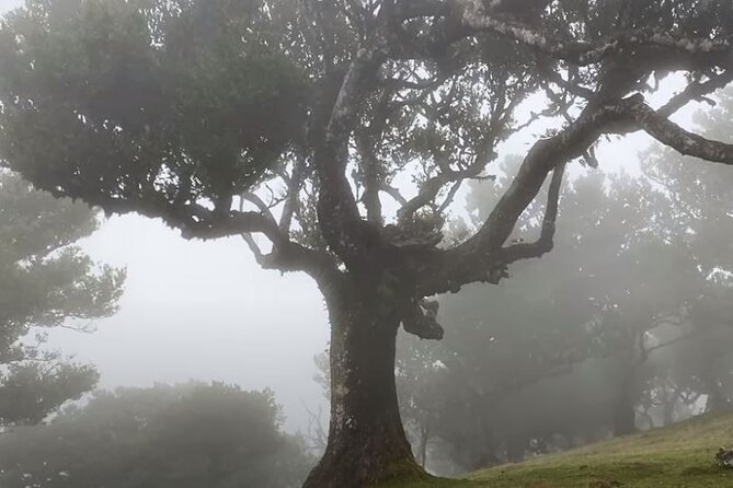 Small Group West Tour Waterfalls & Fanal Forest Tour - Fanal Forest: ancient trees and uncertain weather