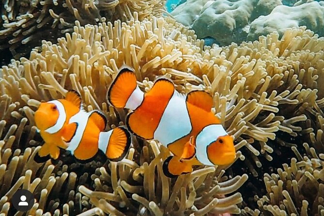 Snorkeling At Blue lagoon And Hidden waterfall - Who will enjoy this Bali day trip