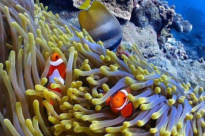 Snorkeling At Blue lagoon And Hidden waterfall - Should you book it?