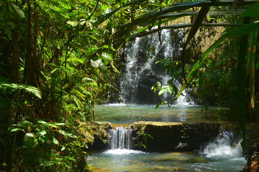 Suva: Fijian Nature and Waterfall Tour - From Suva into Colo-I-Suva’s rainforest