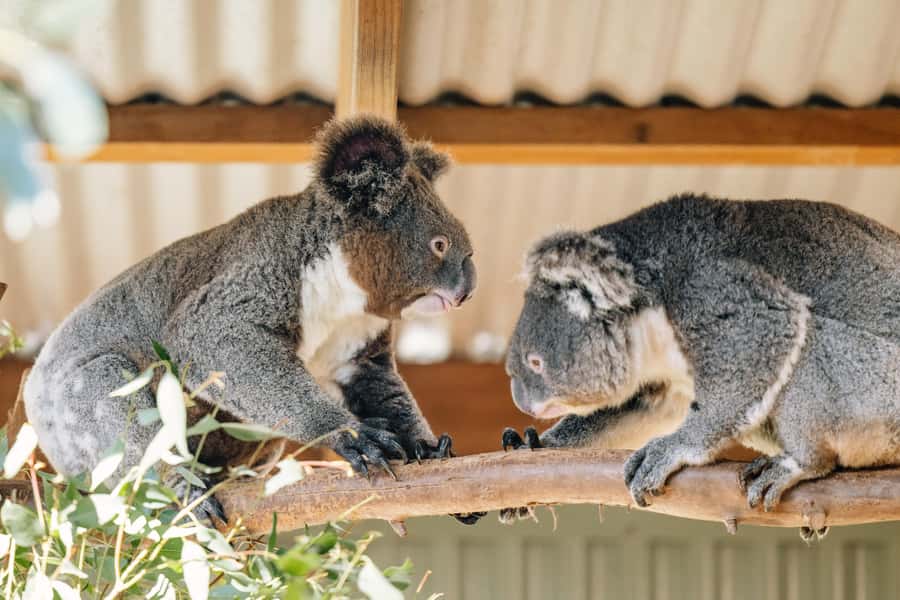 Sydney: Small Group Blue Mountains, Wildlife & Waterfalls - Key points to know before booking