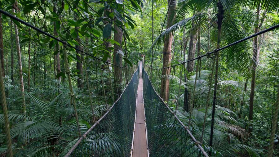 Taman Negara Rainforest Tour with Lata Berkoh Falls - Key points to know before you book