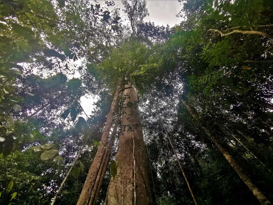 Taman Negara Rainforest Tour with Lata Berkoh Falls - From Kuala Lumpur to Malaysia’s oldest rainforest