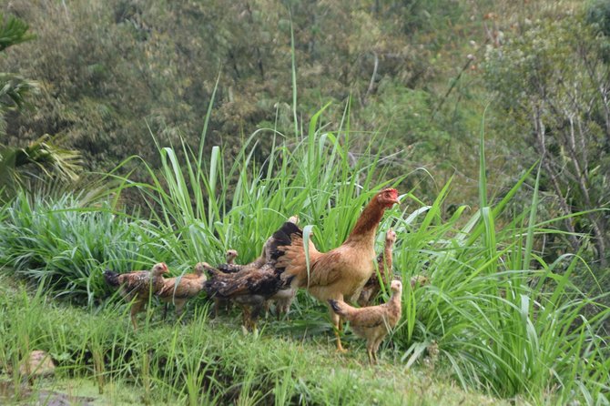 Tetebatu Walking Tour - Rice Terraces, Waterfall & Monkey Forest - Starting early from Senggigi, Mataram, or Kuta