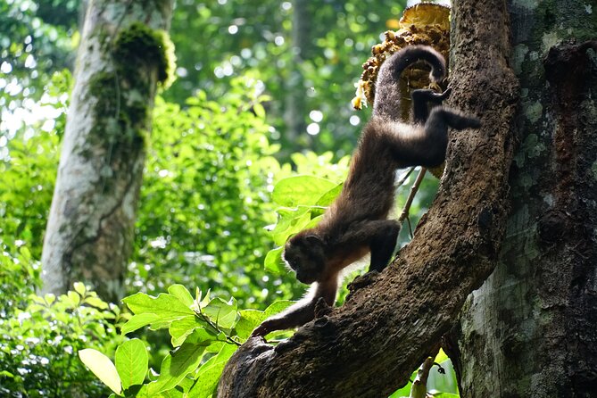 Tijuca Forest Hike - Waterfalls & Caves, Nature & Wild Life! - Into Belmiro, Archer, and Bats Caves