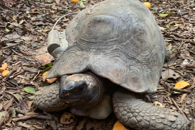 Tijuca Forest Hike - Waterfalls & Caves, Nature & Wild Life! - Is the $69.59 price fair?