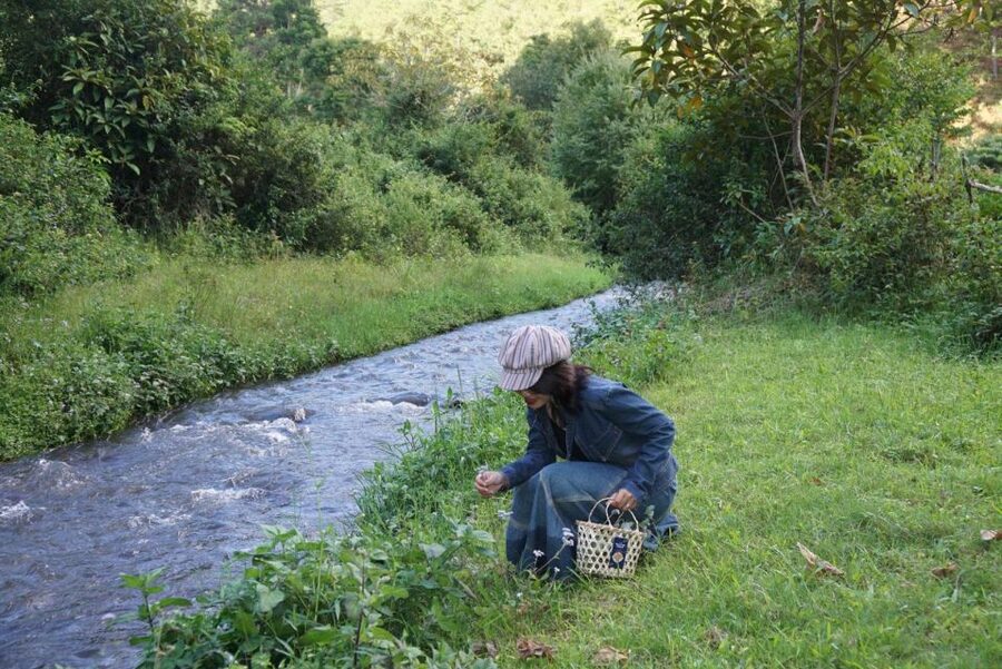 Trekking to Hidden Waterfall & Sturgeon Farm for dog-lovers - A quiet start at Twin Beans Farm