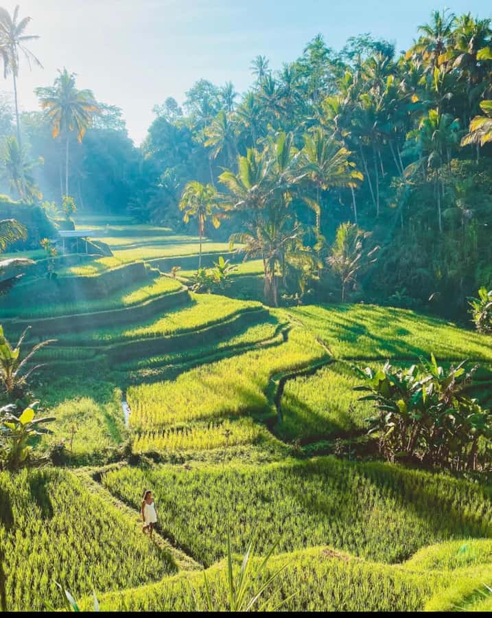 Ubud: Full-Day Rice Terrace, Monkey Forest & Waterfall - Key Points Worth Knowing