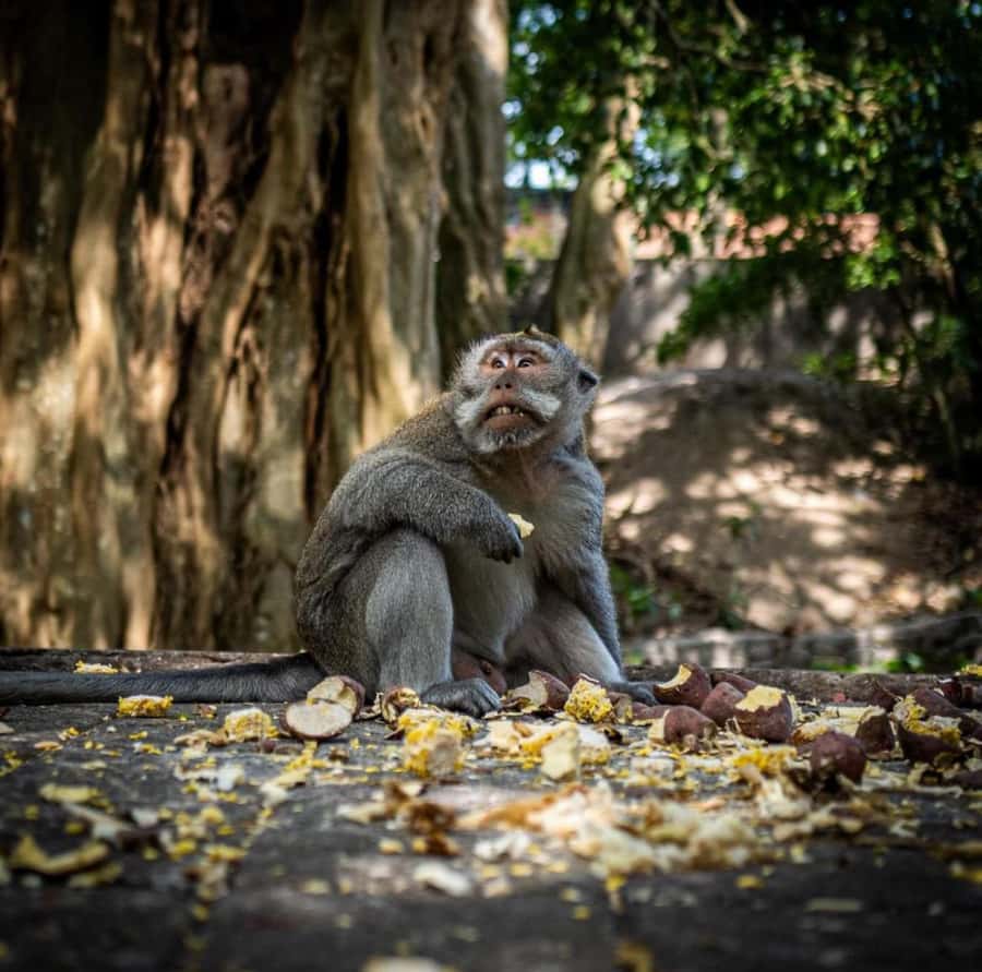 Ubud: Full-Day Rice Terrace, Monkey Forest & Waterfall - Why This Tour Works for a First Day Around Ubud