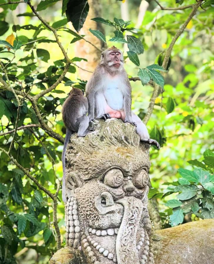 Ubud: Full-Day Rice Terrace, Monkey Forest & Waterfall - Tirta Empul: The Day’s Most Meaningful Cultural Stop