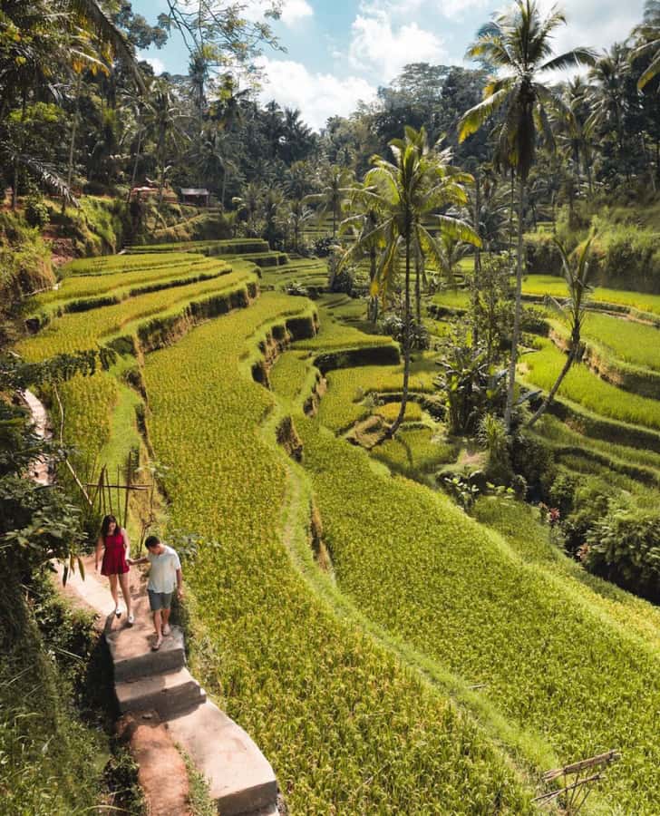 Ubud: Full-Day Rice Terrace, Monkey Forest & Waterfall - Monkey Forest: A Lively Start Among Ancient Trees
