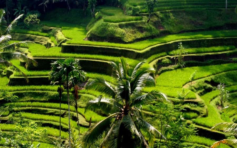 Ubud: Rice Terrace, Waterfall, & Elephant Cave - Kemenuh woodcarvers: seeing skill behind the souvenirs