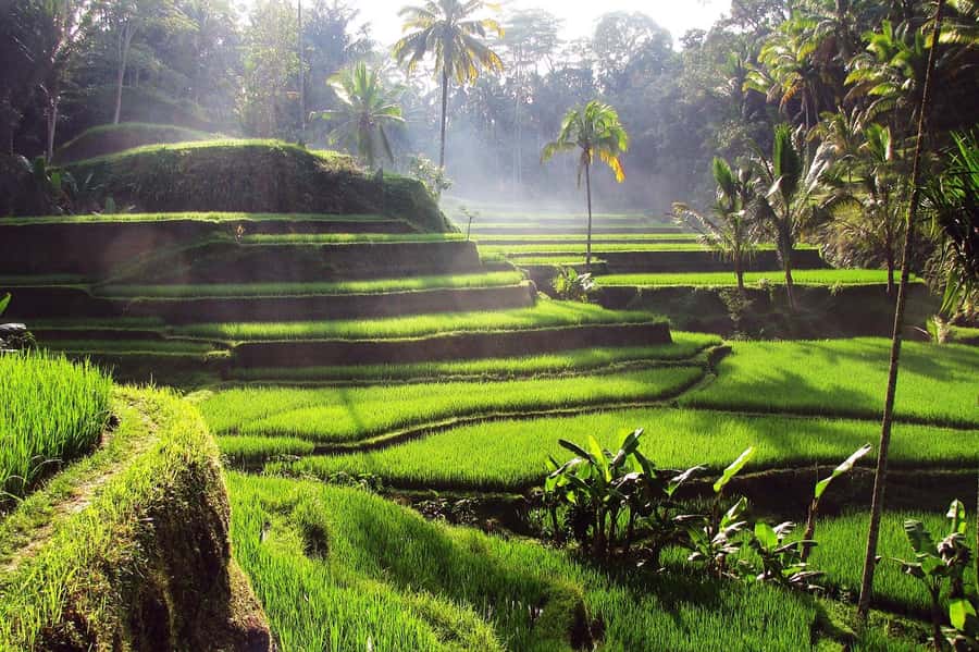 Ubud: Rice Terrace, Waterfall, & Elephant Cave - Tirta Empul: the most meaningful stop