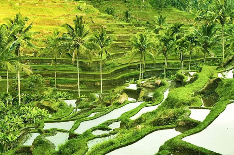 Ubud: Rice Terrace, Waterfall, & Elephant Cave - Tegalalang Rice Terrace: views with a little effort