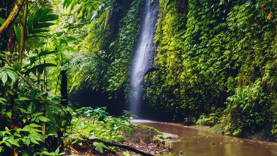Ubud: Spectacular Waterfalls Tour - Rain, closures, and how flexible the day can be