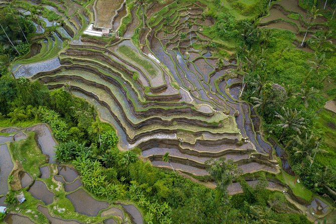 Ubud Top Attractions: Waterfalls, Temples and Rice Terraces - The jungle swing is built for pictures