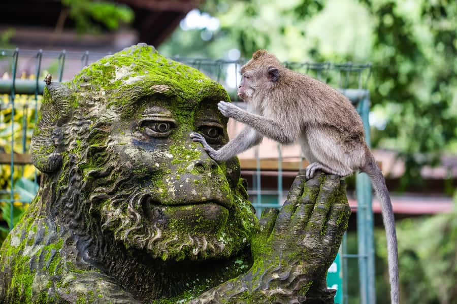 Ubud: Waterfall, Rice Terraces & Monkey Forest Private Tour - Why this route works for a first Ubud day