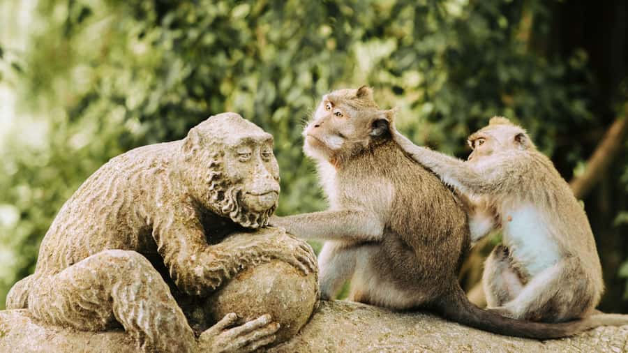Ubud: Waterfall, Rice Terraces & Monkey Forest Private Tour - Ubud Market and Palace bring you back to town