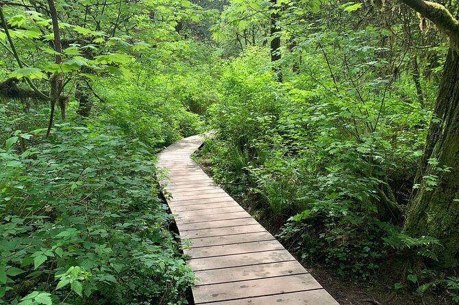 Vancouver Rainforest Hike with Waterfalls, Suspension Bridge, Old Growth Forest - From downtown Vancouver to Lynn Canyon