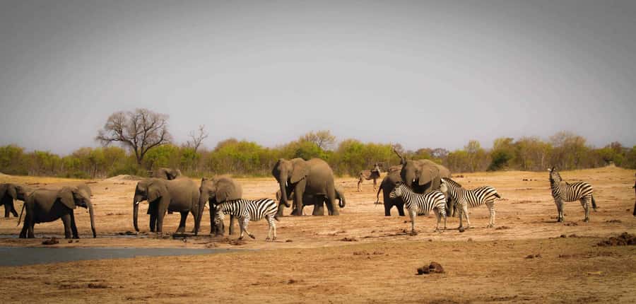 Victoria Falls: Chobe National Park Day Trip with Lunch - Why Chobe is worth the border crossing