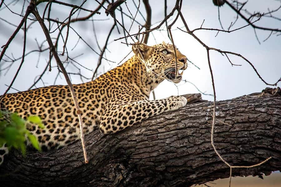Victoria Falls: Chobe National Park Day Trip with Lunch - Buffet lunch at the lodge