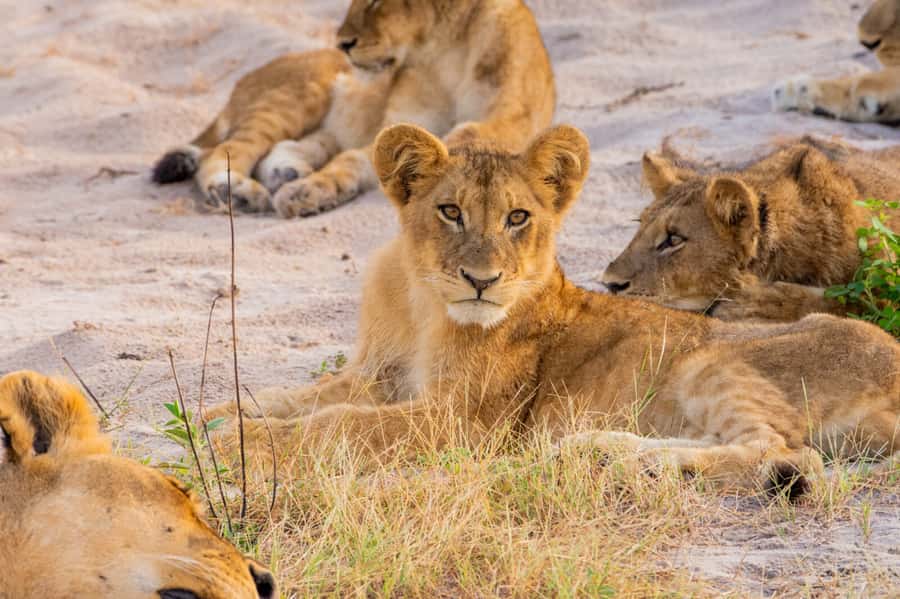 Victoria Falls: Chobe National Park Day Trip with Lunch - How the organization affects the day