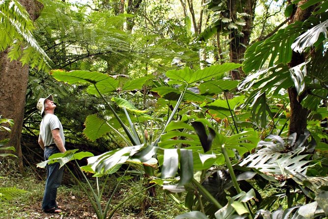 Waterfall & Rainforest Hiking Adventure with Hotel Pickup - Key things to know before you book