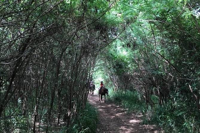 West Maui Mountain Waterfall and Ocean Tour via Horseback - Cantering, trotting, and group pace
