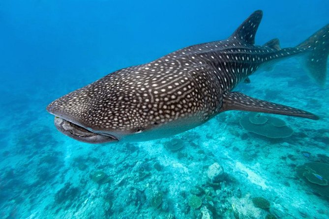 Whale Shark Encounter and Sumilon Sandbar with Kawasan Falls - Who will enjoy this Cebu day trip