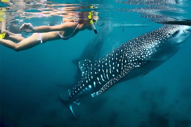 Whale Shark Encounter and Sumilon Sandbar with Kawasan Falls - Practical planning for a smoother day