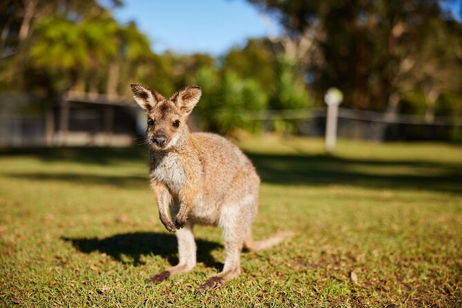 Wildlife, Waterfalls and Wine Day Tour from Sydney - Fitzroy Falls and the easy waterfall walk