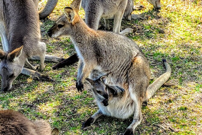 Wildlife, Waterfalls and Wine Day Tour from Sydney - Who should book this experience
