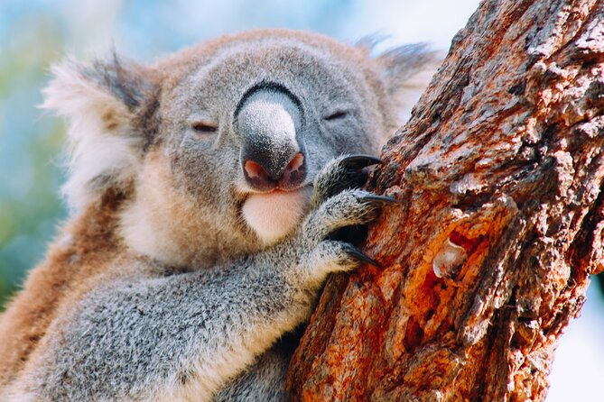 Wildlife, Waterfalls and Wine Day Tour from Sydney - A seaside lunch with room to breathe